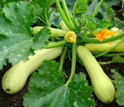 Zucchini 'Snowwhite'