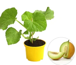 Zuckermelone 'Galia'