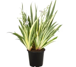Zweifarbige Schwertlilie 'Cruella'