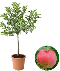 Zwergapfel 'Galina'