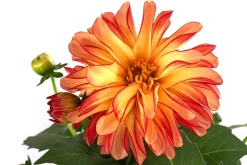 Zwergdahlie, Besonderheit, verschiedene Farben