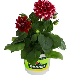 Zwergdahlie, Besonderheit, verschiedene Farben