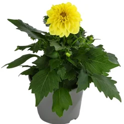 Zwergdahlie, verschiedene Farben