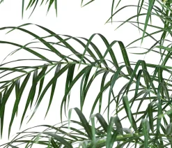 Zwergdattelpalme - Phoenix roebelenii, Hydrokultur