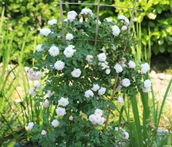 Zwerg-Kletterrose 'Starlet® Alina®'