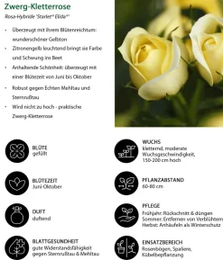 Zwerg-Kletterrose 'Starlet® Elida®'