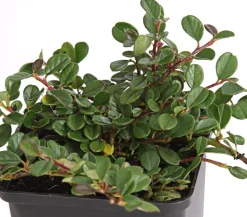 Zwergmispel 'Frieders Evergreen'