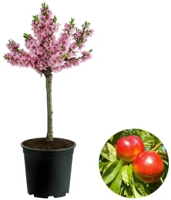 Zwergnektarine 'Rubis Necta Zee'