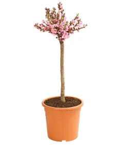 Zwergnektarine 'Rubis Necta Zee'