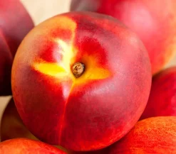 Zwergnektarine 'Rubis Necta Zee'