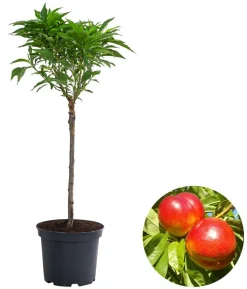 Zwergnektarine 'Rubis Necta Zee'