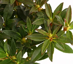 Zwerg-Rhododendron
