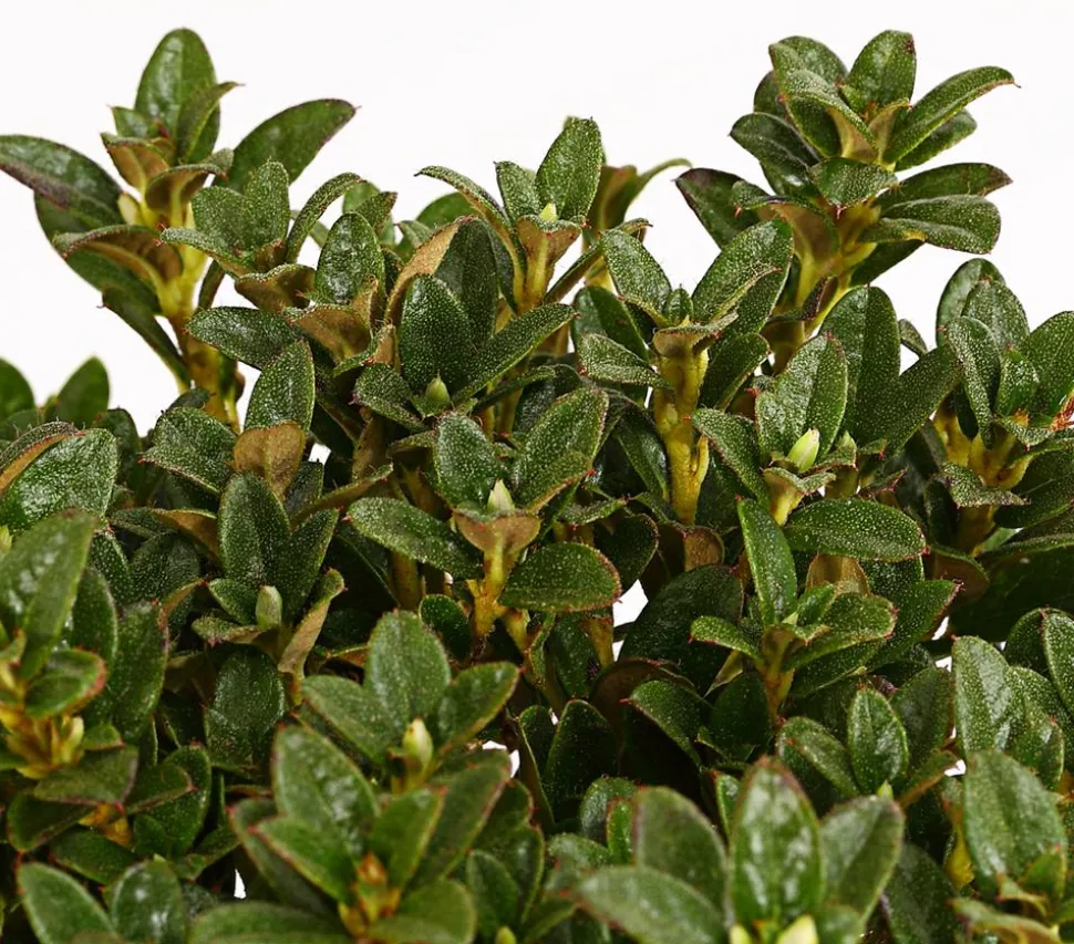 Zwerg-Rhododendron