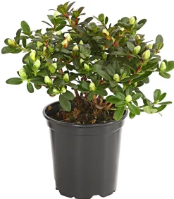 Zwerg-Rhododendron