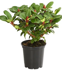 Zwerg-Rhododendron