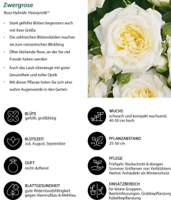 Zwergrose 'Honeymilk®'