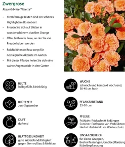 Zwergrose 'Ninetta®'