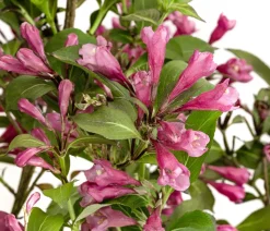 Zwerg-Weigelie 'Nana Purpurea'