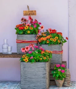 Zwergzinnie, verschiedene Farben