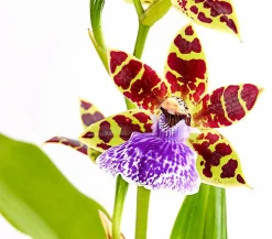 Zygopetalum - Zygopetalum cultivars