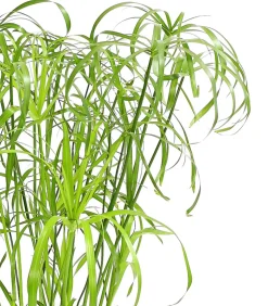 Zypergras - Cyperus alternifolius